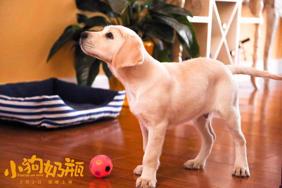 小狗奶瓶 电影剧照